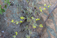 Calceolaria polifolia