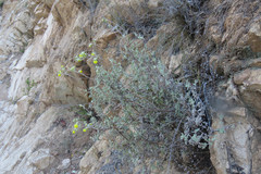 Calceolaria polifolia