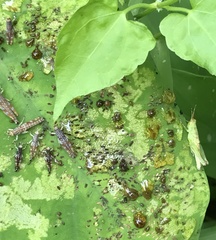 Gesonula punctifrons