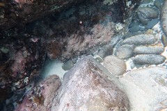 Parablennius tasmanianus