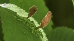 Tetraneura