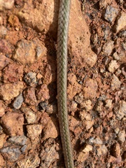 Leptophis nebulosus
