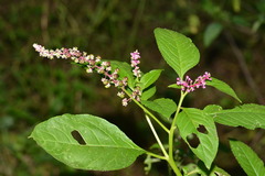 Phytolacca thyrsiflora