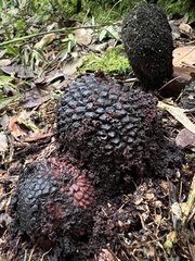 Corynaea crassa