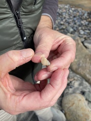 Nassarius perpinguis