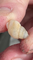 Nassarius perpinguis