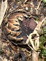 Langsdorffia hypogaea