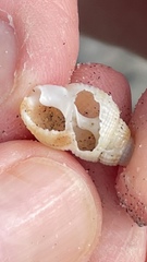 Nassarius perpinguis