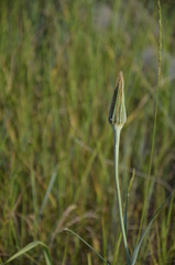 Tragopogon dubius
