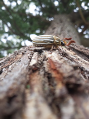 Polyphylla decemlineata