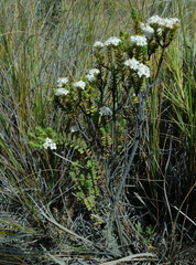 Pimelea traversii traversii