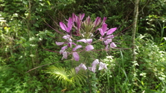 Cleome spinosa