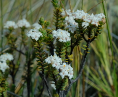Pimelea traversii traversii