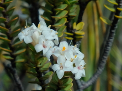 Pimelea traversii traversii