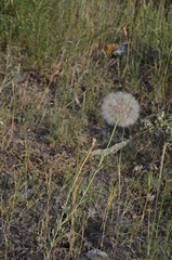 Tragopogon dubius