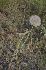 Tragopogon dubius