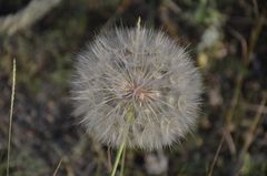 Tragopogon dubius