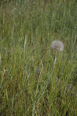 Tragopogon dubius