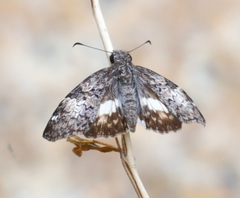 Chiomara georgina pelagica