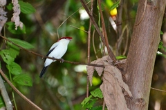 Antilophia bokermanni