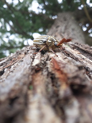 Polyphylla decemlineata