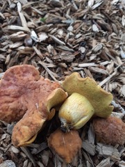Hortiboletus bubalinus