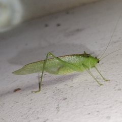 Grammadera steinbachi