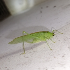 Grammadera steinbachi