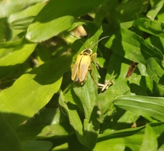 Chauliognathus ignaciosus