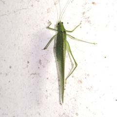 Grammadera steinbachi