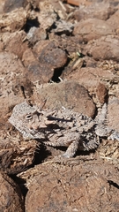 Phrynosoma coronatum