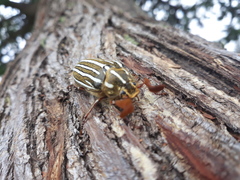 Polyphylla decemlineata