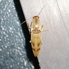 Conoderus fuscofasciatus