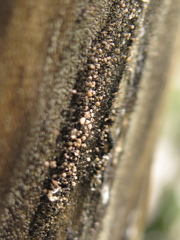 Stilbocrea gracilipes