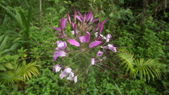 Cleome spinosa