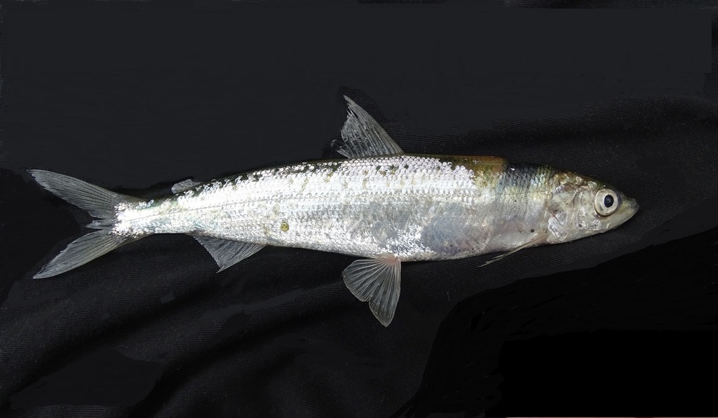 European cisco (Coregonus albula) — Salmonidae
