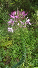 Cleome spinosa