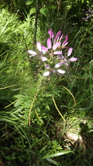 Cleome spinosa