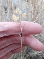 Asteromyia gutierreziae