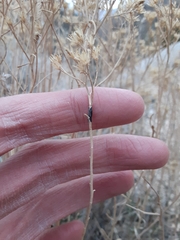 Asteromyia gutierreziae