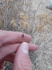 Asteromyia gutierreziae