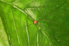 Sclerosomatidae