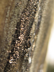 Stilbocrea gracilipes