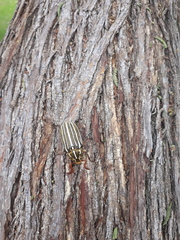 Polyphylla decemlineata