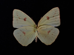 Phoebis sennae eubule
