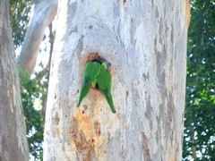 Trichoglossus moluccanus moluccanus