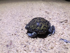 Dermatonotus muelleri