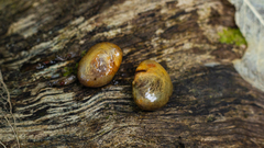Plinia complanata