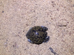 Dermatonotus muelleri