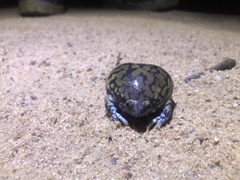 Dermatonotus muelleri